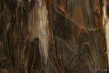Polished, Petrified Wood (Metasequoia) Stand Up - Oregon #193747-2